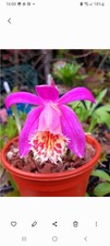Pleione orchid banchuen for sale Pleione orchid banchuen for sale  MANSFIELD