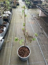 Paper birch tree for sale  CHORLEY