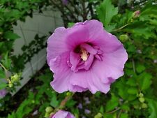 New purple lavender for sale  Lynn