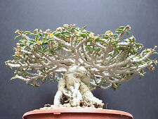 Euphorbia capsaintemariensis e d'occasion  Expédié en Belgium