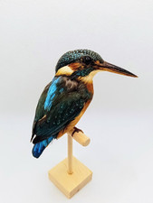 Taxidermy cabinet curiosites usato  Roma