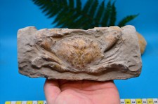 Amazing huge fossil for sale  UK