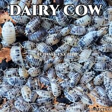 100 dairy cow for sale  Huntsville