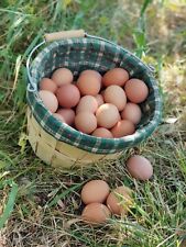 Freeze dried eggs for sale  Shelley