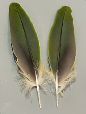 parrot feathers for sale parrot feathers for sale Washington