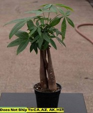 braided money tree for sale braided money tree for sale Homestead