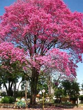 Pink tabebuia trumpet for sale  Mobile