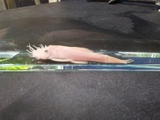 Snow white bristlenose d'occasion  Expédié en Belgium