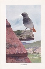 Hausrotschwanz phoenicurus chr gebraucht kaufen Hausrotschwanz phoenicurus chr gebraucht kaufen  Kassel