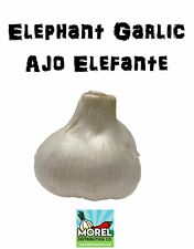 Elephant garlic sorted for sale  Imperial