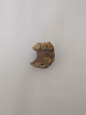 Therapod vertebra approximatel for sale  GREAT YARMOUTH