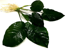 Anubias barteri broad for sale  PLYMOUTH