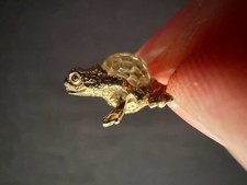 14k yellow gold for sale 14k yellow gold for sale  BRIGHTON