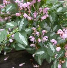 Lamium maculatum shell for sale  BELPER
