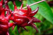 Roselle seeds asian for sale  Pflugerville