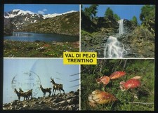 Val pejo trentino usato  Vezza d'Alba