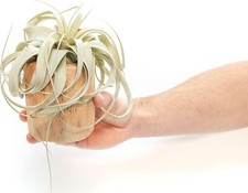 Driftwood small xerographica for sale  Saint Augustine