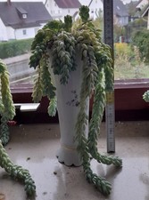 Sedum morganianum affenschauke gebraucht kaufen  Burgthann