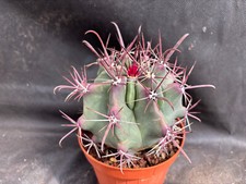 Ferocactus peninsulae cactus usato  Massafra