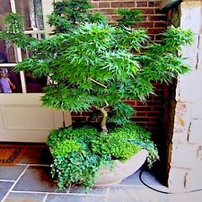 Dwarf japanese maple for sale  Lincolnton