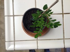 Gamathi curry leaf for sale  Turlock