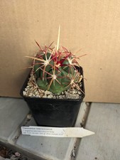 Thelocactus heterochromus long gebraucht kaufen Thelocactus heterochromus long gebraucht kaufen  Stuttgart