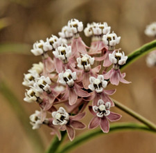 000 asclepias fascicularis for sale  Portland