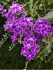 Duranta erecta golden for sale  Trabuco Canyon