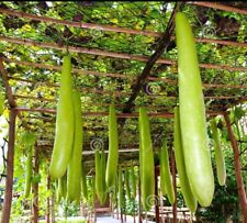 Giant gourd seed for sale  Santa Ana