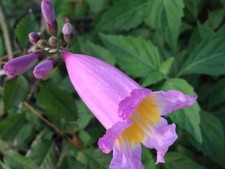 Tabebuia ipe pink for sale  Wauchula