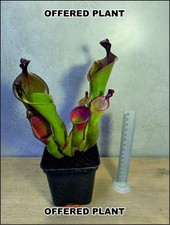 Heliamphora "Mickey" (Ilu-Tramen Massif) - big adult division na sprzedaż  PL