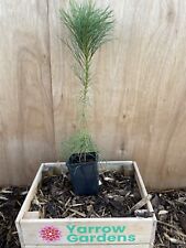 Chinese white pine for sale  CHORLEY