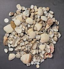 Bulk bivalve sea for sale  Williamston