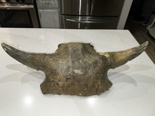 Ancient bison skull for sale  Alvin