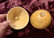 Two peruvian gourds for sale  Naples