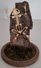 Curiosité taxidermie squelett d'occasion Curiosité taxidermie squelett d'occasion  Montpellier-