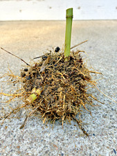 Live moso bamboo for sale  Evansville