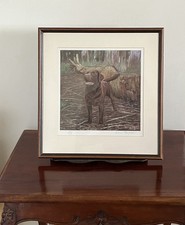 Chocolate labrador limited for sale  UK