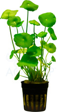 Hydrocotyle vulgaris live for sale  NEWTON ABBOT