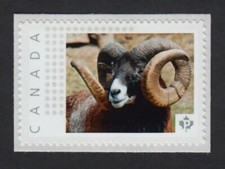 Mouflon ram picture d'occasion  Expédié en Belgium