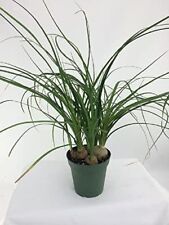 Ponytail palm plant for sale  Menifee