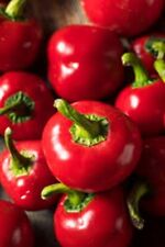 Cherry bomb chilli for sale  LONDON