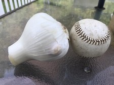 elephant garlic for sale elephant garlic for sale Selbyville