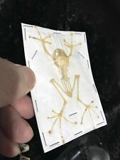 Tree frog skeleton for sale  LLANELLI