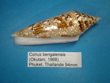 Lopha bengalensis coquillage d'occasion  Conty