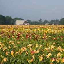 Daylily for sale  Reeds