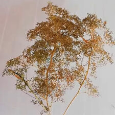 Teloxys aristata 100 for sale  GODALMING