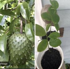Annona muricata graviola d'occasion  Expédié en Belgium
