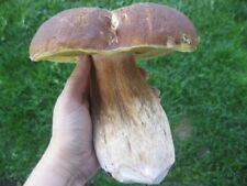 Porcini king bolete d'occasion  Expédié en Belgium
