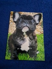 Usado, Seltene Hunde Karte Süße Baby Bulldogge French Bulldog Postkarte Bulldog card comprar usado  Enviando para Brazil